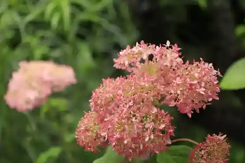 梅宮大社の自然