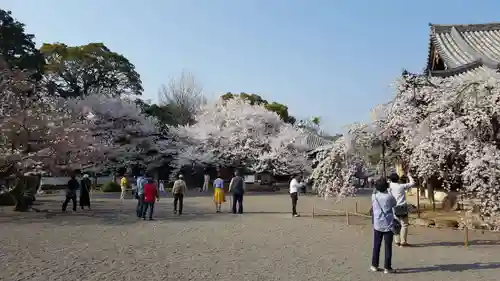 道成寺の自然