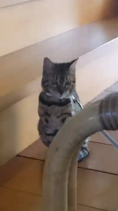 長専院不動寺(出世不動尊)の動物