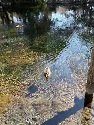 富士山本宮浅間大社(静岡県)