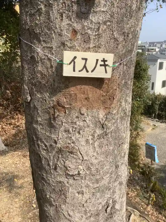 城山八幡宮の自然