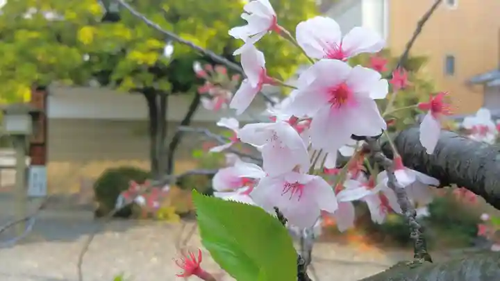 大報恩寺(千本釈迦堂)の自然