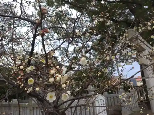 葛飾八幡宮の自然