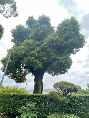 日野誕生院の庭園