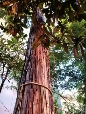 くまくま神社(導きの社 熊野町熊野神社)(東京都)