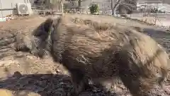 坪沼八幡神社の動物