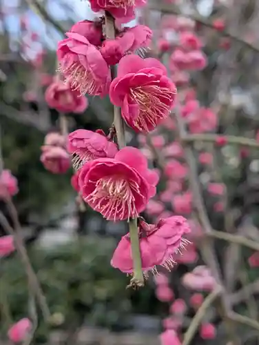 白山神社(東京都)