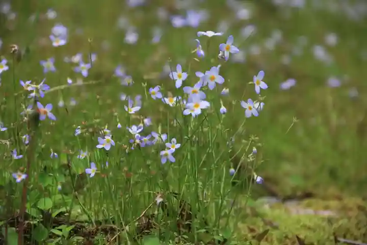 光明院稲荷社の自然