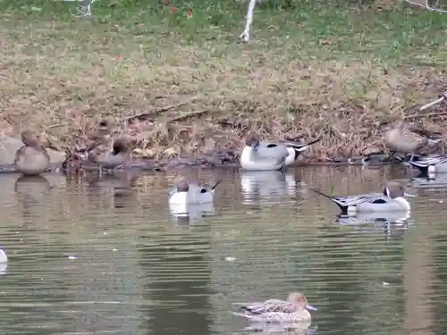 菊田神社の周辺