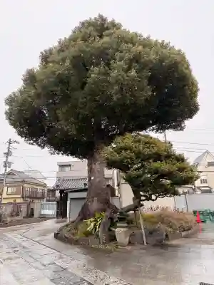 観音寺の{uncategorized: "未分類", other: "その他", undefined: "問題あり", building: "その他建物", grave: "お墓", sacred_gate: "鳥居", guardian: "狛犬", statue: "像", buddha: "仏像", history: "歴史", nature: "自然", garden: "庭園", animal: "動物", pagoda: "塔", temizu: "手水舎", mountain_gate: "山門・神門", sanctuary: "本殿・本堂", subordinate: "末社・摂社", art: "芸術", scenery: "景色", jizo: "地蔵", ema: "絵馬", goshuin: "御朱印", omikuji: "おみくじ", items: "授与品その他", amulet: "お守り", goshuincho: "御朱印帳", eats: "食事", festival: "お祭り", votive_dance: "神楽", shichigosan: "七五三参", wedding: "結婚式", experience: "体験その他", initially: "初詣", around: "周辺", anti_infection: "感染症対策"}
