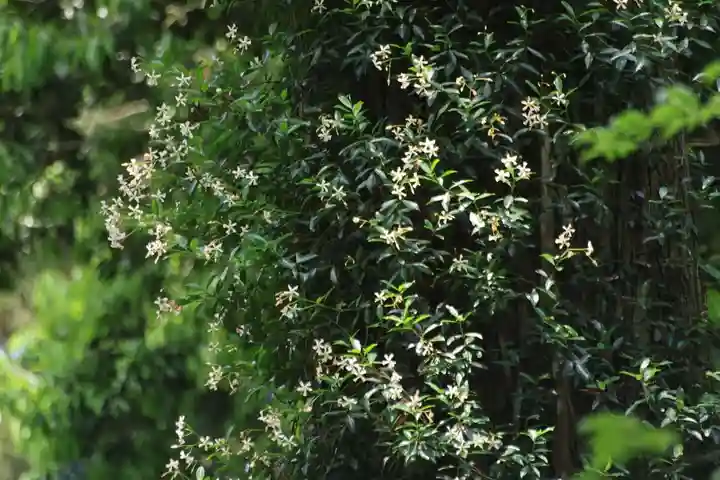 鹿島大神宮の自然