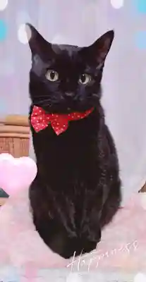 龍田神社の{uncategorized: "未分類", other: "その他", undefined: "問題あり", building: "その他建物", grave: "お墓", sacred_gate: "鳥居", guardian: "狛犬", statue: "像", buddha: "仏像", history: "歴史", nature: "自然", garden: "庭園", animal: "動物", pagoda: "塔", temizu: "手水舎", mountain_gate: "山門・神門", sanctuary: "本殿・本堂", subordinate: "末社・摂社", art: "芸術", scenery: "景色", jizo: "地蔵", ema: "絵馬", goshuin: "御朱印", omikuji: "おみくじ", items: "授与品その他", amulet: "お守り", goshuincho: "御朱印帳", eats: "食事", festival: "お祭り", votive_dance: "神楽", shichigosan: "七五三参", wedding: "結婚式", experience: "体験その他", initially: "初詣", around: "周辺", anti_infection: "感染症対策"}