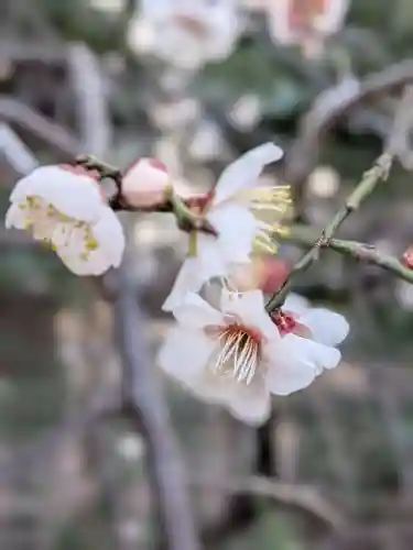 布多天神社(東京都)