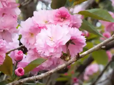立志神社の自然