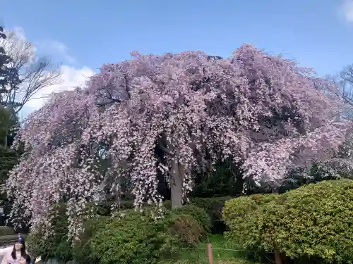 櫻木神社の{uncategorized: "未分類", other: "その他", undefined: "問題あり", building: "その他建物", grave: "お墓", sacred_gate: "鳥居", guardian: "狛犬", statue: "像", buddha: "仏像", history: "歴史", nature: "自然", garden: "庭園", animal: "動物", pagoda: "塔", temizu: "手水舎", mountain_gate: "山門・神門", sanctuary: "本殿・本堂", subordinate: "末社・摂社", art: "芸術", scenery: "景色", jizo: "地蔵", ema: "絵馬", goshuin: "御朱印", omikuji: "おみくじ", items: "授与品その他", amulet: "お守り", goshuincho: "御朱印帳", eats: "食事", festival: "お祭り", votive_dance: "神楽", shichigosan: "七五三参", wedding: "結婚式", experience: "体験その他", initially: "初詣", around: "周辺", anti_infection: "感染症対策"}