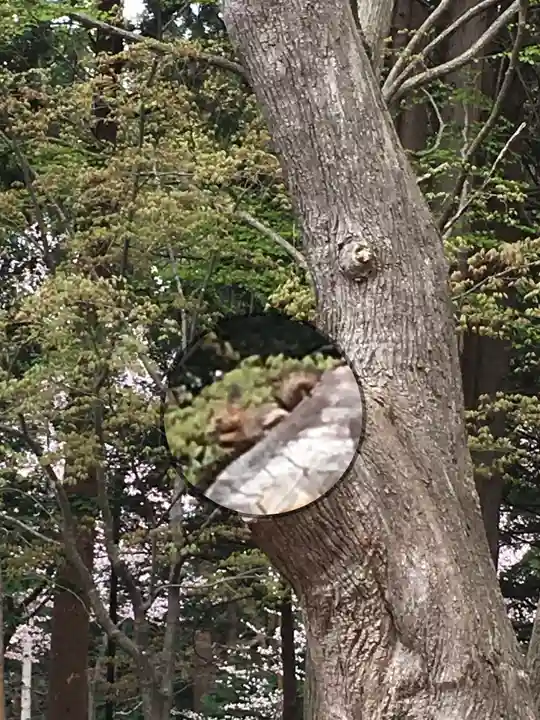 開拓神社の動物