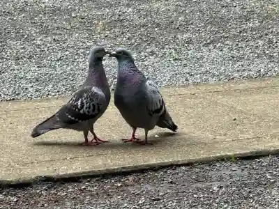 鶴嶺八幡宮(神奈川県)