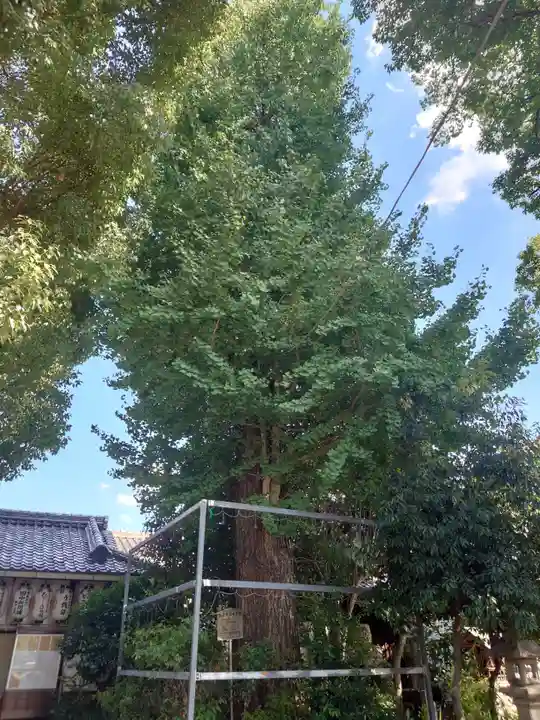 縣神社(京都府)