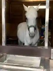 多度大社の動物