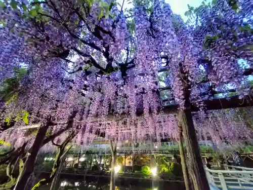 亀戸天神社(東京都)