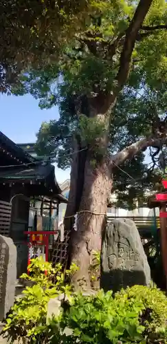 五方山熊野神社の自然