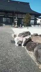 専念山功徳院幸福寺の動物