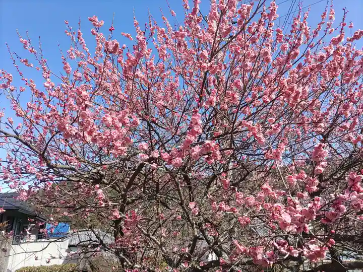 信達神社の自然