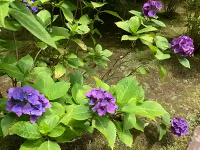 長壽寺（長寿寺）の自然