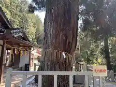 愛宕神社(京都府)