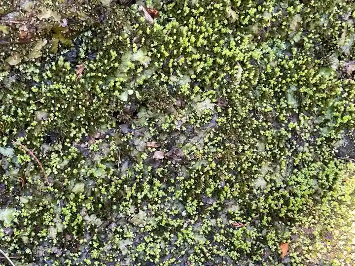 報国寺(神奈川県)