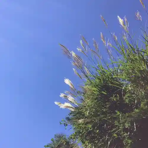 大安禅寺の自然