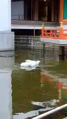 頂法寺（六角堂）の動物