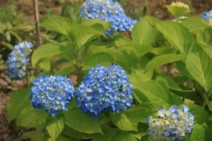 熊野福藏神社の庭園