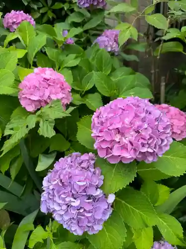 赤坂氷川神社(東京都)