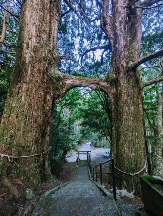 地主神社(桑の川の鳥居杉)(高知県)