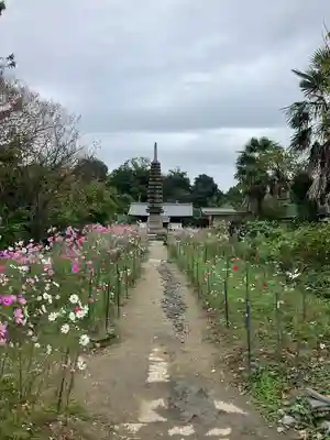 般若寺 ❁﻿コスモス寺❁(奈良県)