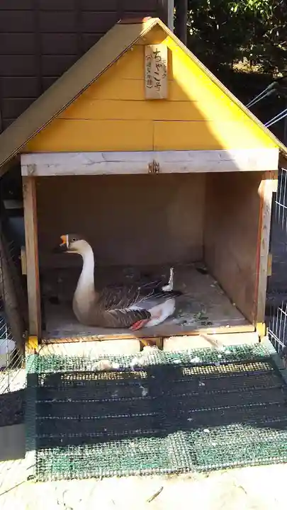 観音寺の動物