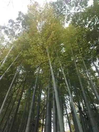 報国寺(神奈川県)