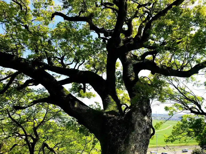 千栗八幡宮の自然