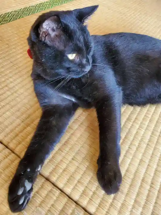 高司神社〜むすびの神の鎮まる社〜の動物
