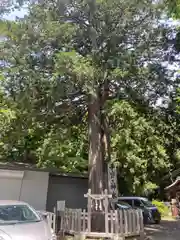 新倉富士浅間神社の自然