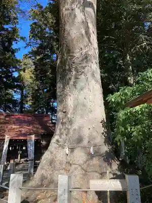 向田神社の自然