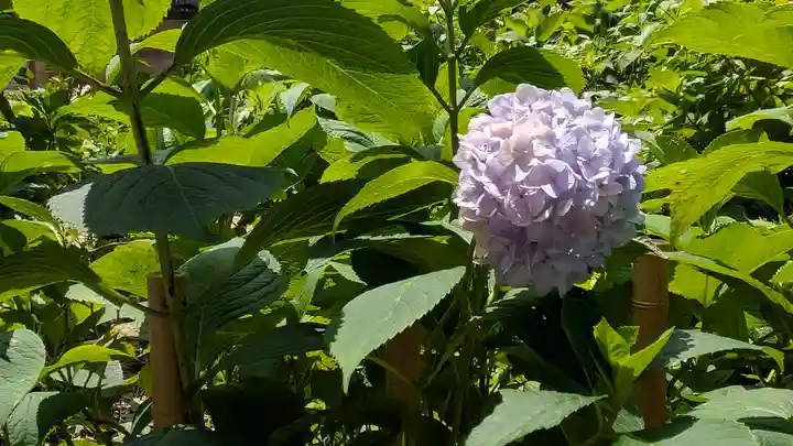 藤森神社(京都府)