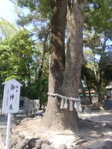 玉村八幡宮の庭園