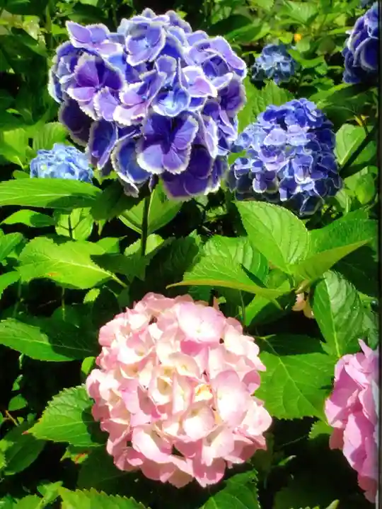 本郷氷川神社(東京都)