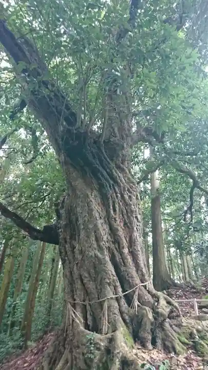 鹿島天足別神社の自然