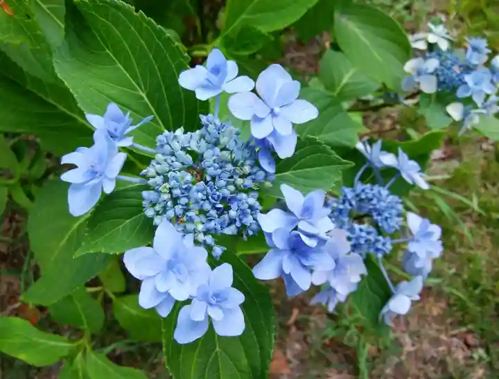 西野神社(北海道)