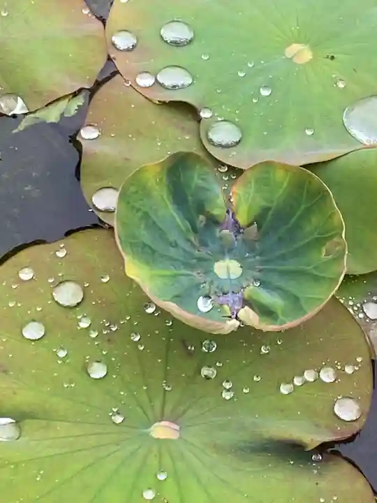 潮音寺(愛知県)