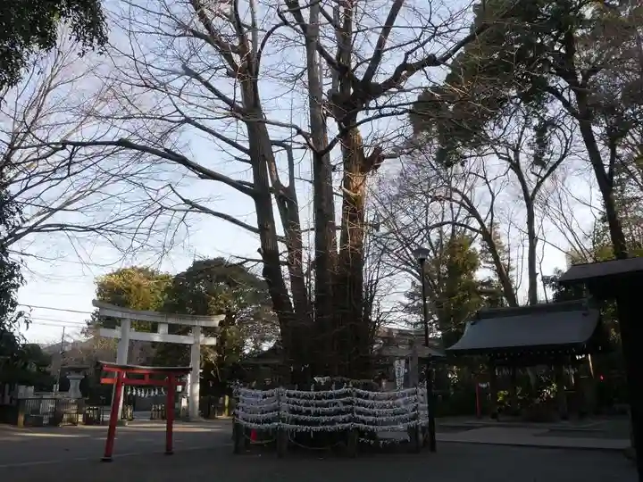 杵築大社の自然