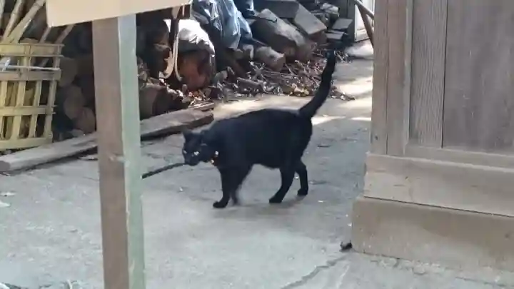 代々木八幡宮の動物